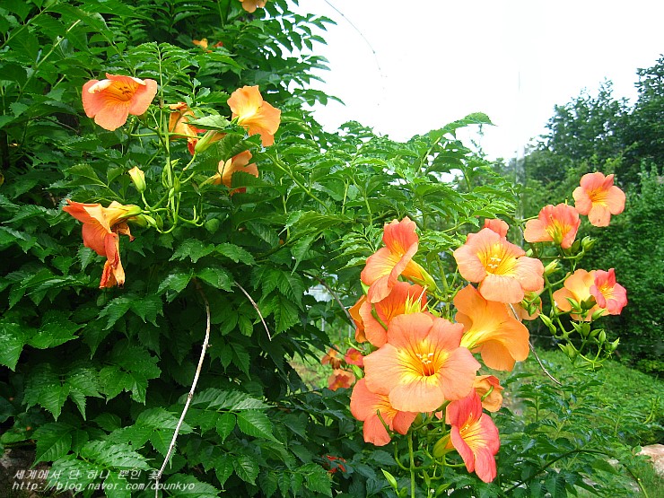 올해 핀 능소화 꽃 외 (今年咲いた凌霄花(のうぜんかずら)の花 他) 
