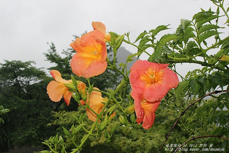 장마가 시작되어 우리 밭 농작물이 많이 자라고, 능소화 꽃이 피기 시작했어요.
