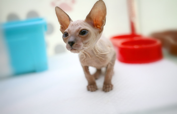 주목 스핑크스고양이 가격