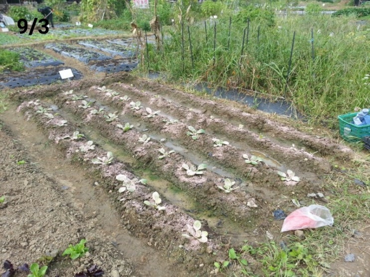 배추모종 5주일 (35일) 경과 ,심기 완료 및 다이아톤 폭격 (9/3,1주차)