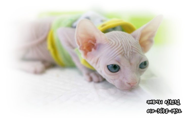 정직한 스핑크스고양이 가격