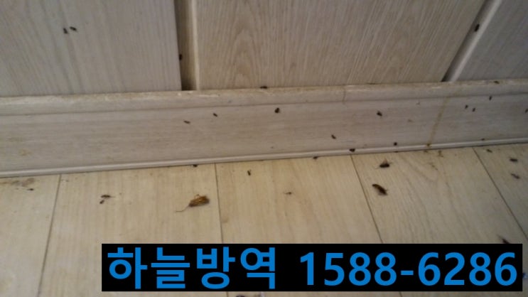 안양바퀴벌레퇴치법 바퀴벌레없애는법