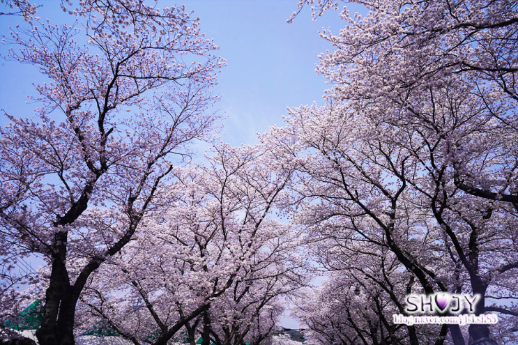 [경주여행] 경주 벚꽃 나들이 / 경주 성동시장 우엉김밥 보배김밥