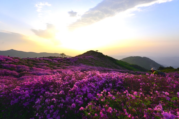 황매산 철쭉제