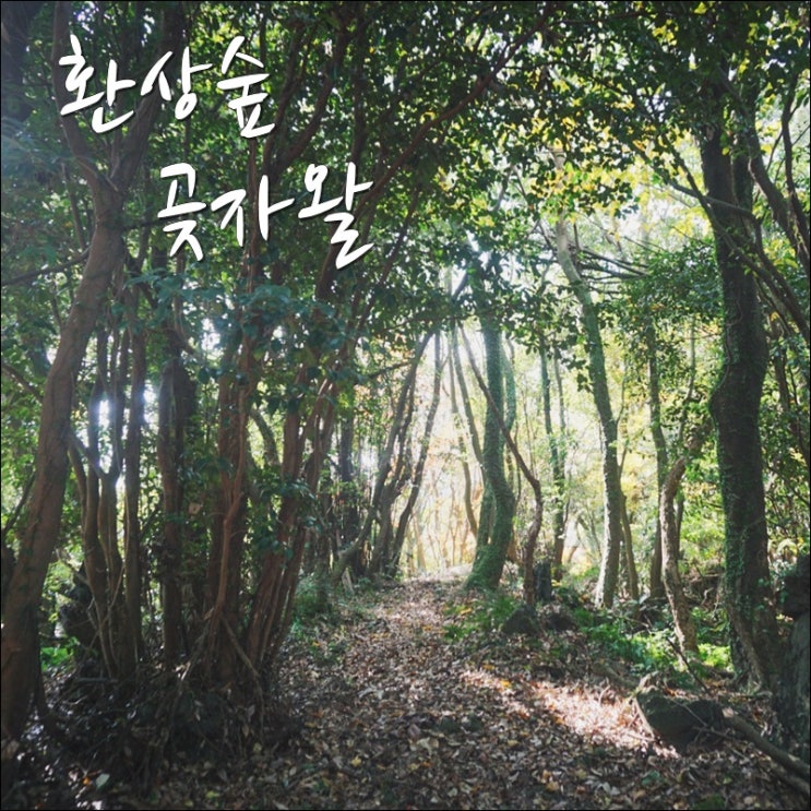 환상 숲 곶자왈 공원