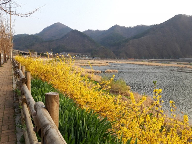허접한 강변의 대물 누치