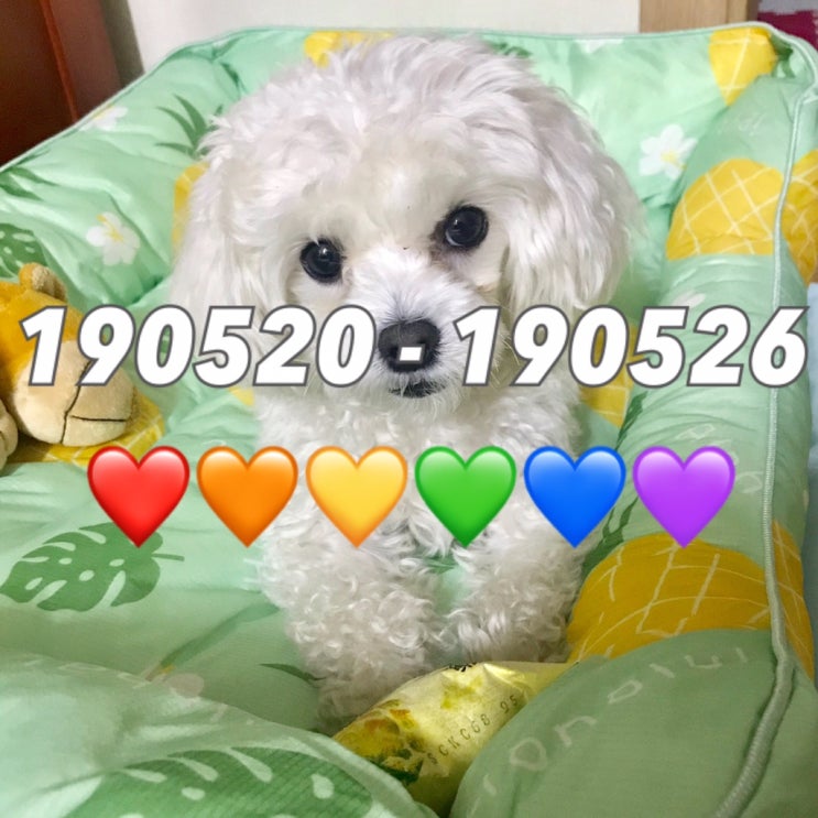 190520 - 190526 , 5월=가정의달=이벤트의 끝장 / 둥둥막창구이 / 주3회 맘스터치 / 홍대 터틀힙 (부부의날 기념 케이크) / 노량진 이레상회 / 엄마랑 서점데이트