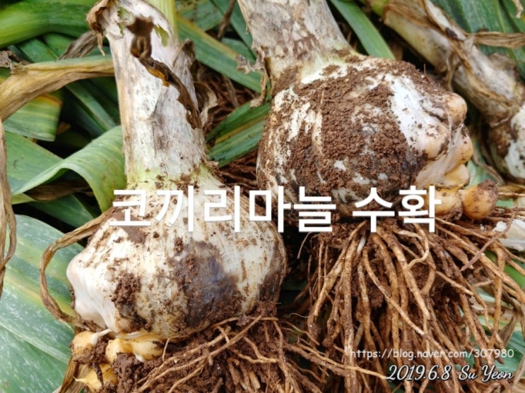 코끼리 마늘 수확하다