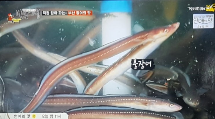 리얼맛집! 신의경지 갓장어삼합 