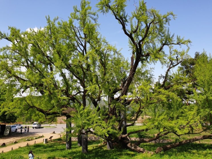 서원여행 (2) : 도동서원