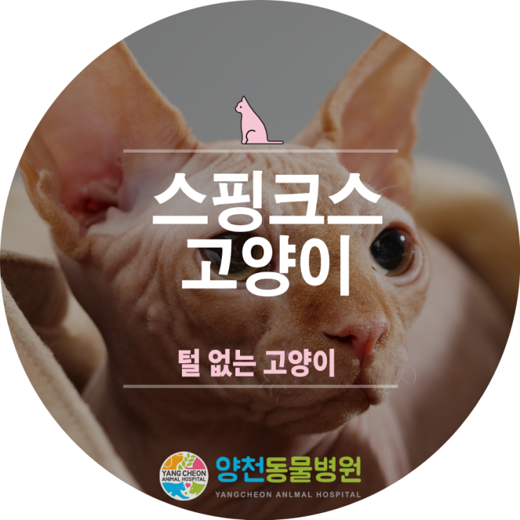 털없는 고양이 - '스핑크스 고양이'