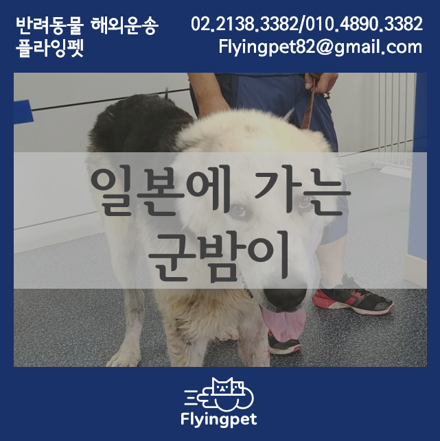 일본으로 떠난 오브차카 군밤이 / 강아지일본운송, 강아지일본데려가기, 강아지해외출국운송, 동물해외검역
