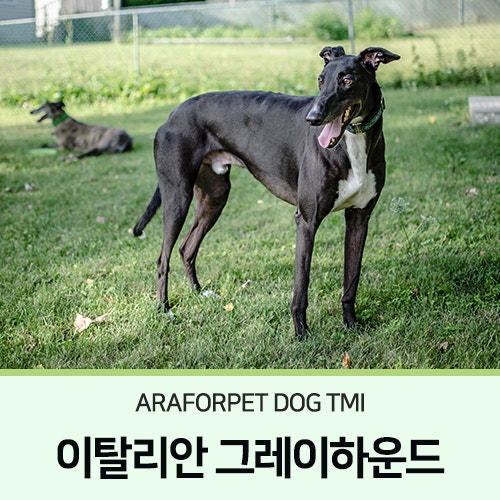 이탈리안 그레이하운드 _ 아라포펫 Dog TMI