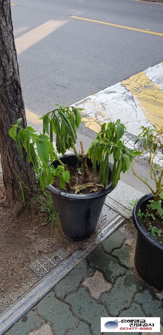 칠월칠석. 회복 . 여름 꽃나무. 화분 물주기 .봉숭아 키우기. 천사의 나팔