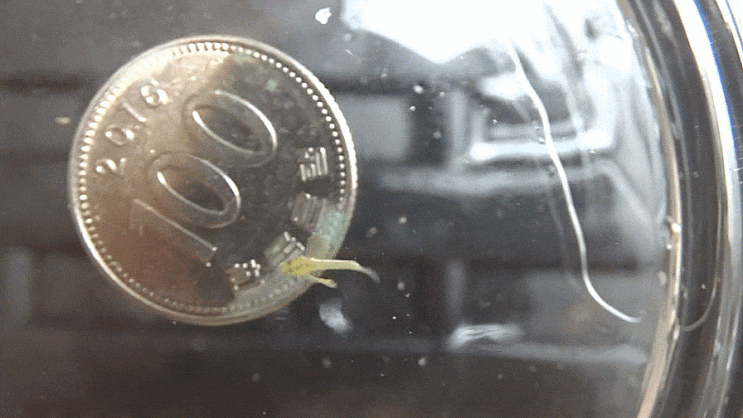 미역치 Hypodytes rubripinnis  ハオコゼ / Family Tetrarogidae 의 1종