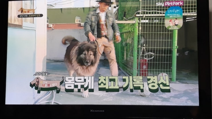 세나개에 나온 오브차카