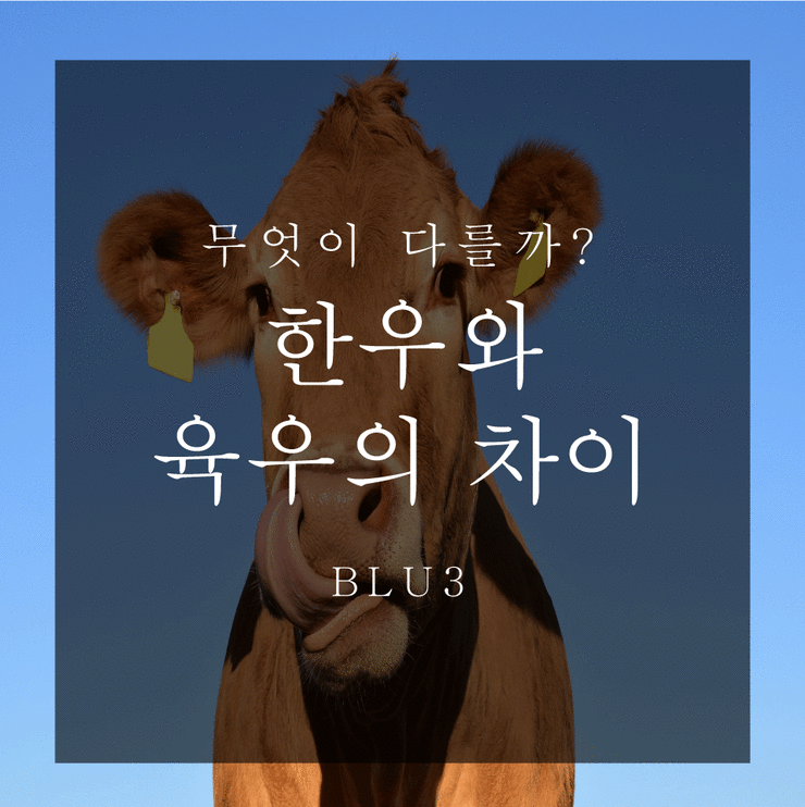 한우? 국내산 육우? 무엇이다를까? 한우와 육우의 차이 알려드릴게요!