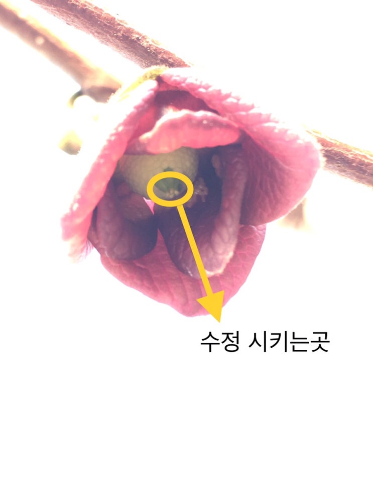 포포나무 수정 및 열매맛