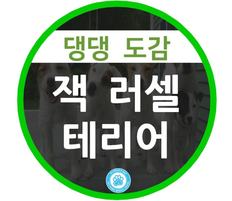 24시 강동 스카이 동물병원 댕댕 도감 : 잭 러셀 테리어