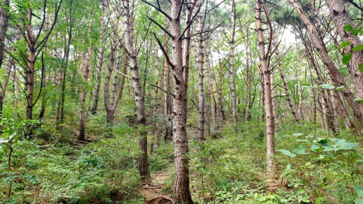경남 거창 우두산산행 Y자출렁다리 폭포