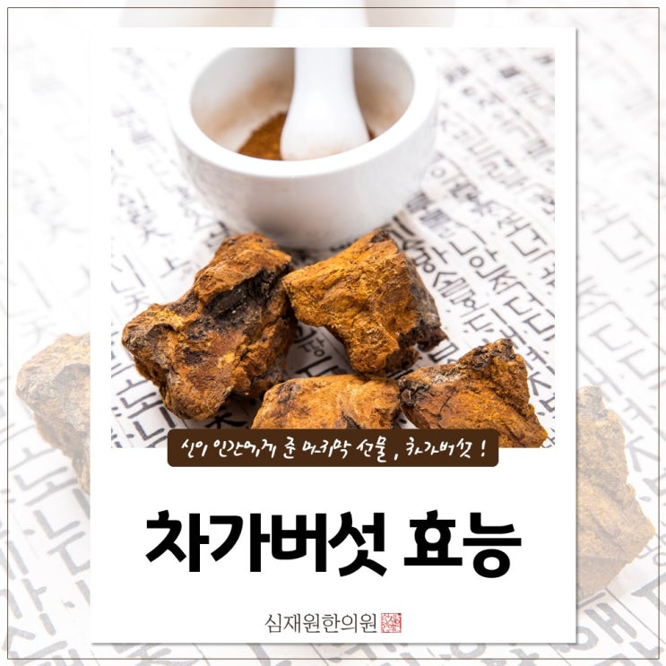 [차가버섯] 차가버섯효능 차가버섯먹는법 알고가세요 ~!