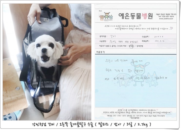 강민정님 꼬미의 애견슬개골탈구 수술후기
