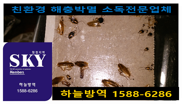안양 바퀴벌레없애는법 바퀴벌레퇴치법 쥐퇴치법 쥐약 개미퇴치 가정집소독 미세먼지