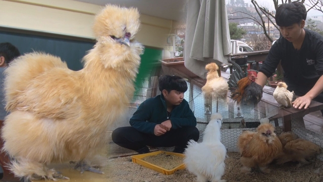 순간포착 세상에 이런일이 1027회 2m10cm 의문의 머리카락, 희귀닭을 키우는 고등학생, 외발자전거로 산타는 남자