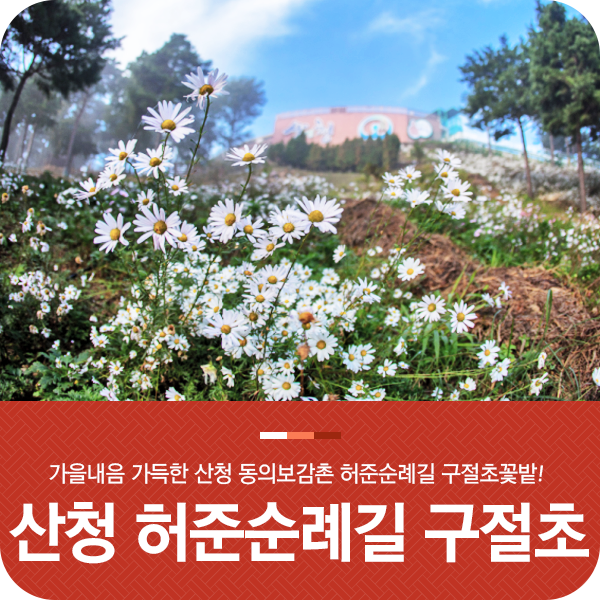 산청 동의보감촌 구절초 군락지, 가을꽃의 매력을 느껴보세요~