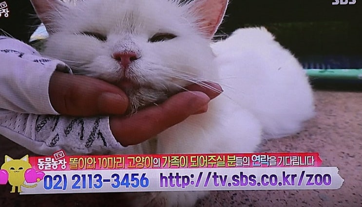 tv동물농장 창녕낙동강변 유기된 품종묘와 똘이