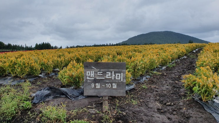 제주 보롬왓 사계절 꽃이 피는 들판