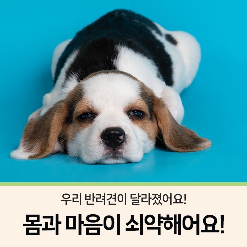 노령견, 몸과 마음이 쇠약해요! _ 내 나이가 어때서 Part.10