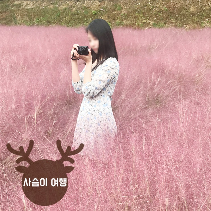 서울 근교 핑크뮬리, 포천 평강랜드에서 바베큐까지 즐길 수 있어요!