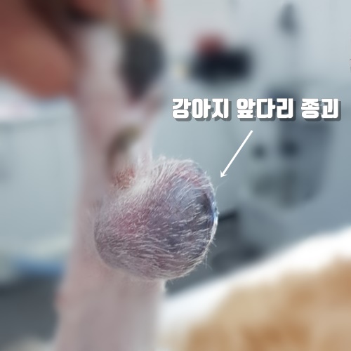 16살 노령견 강아지 앞 발목에 생긴 종양 제거 수술. 조직검사 결과 혈관육종.