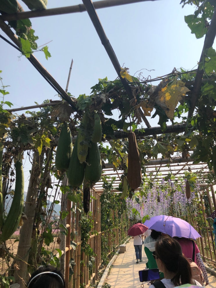 국경절 연휴 농가락 일일투어/농장/2019 중국열병식/심천통역/홍콩통역/선전통역/광저우통역