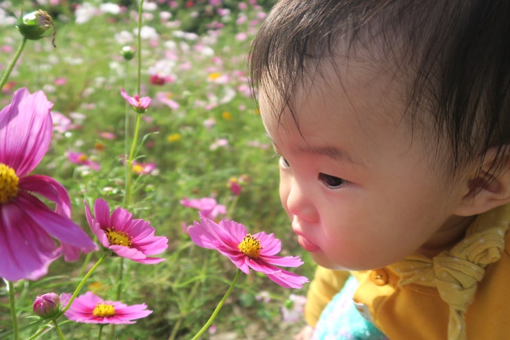 경기도 가볼만한곳 용인 청덕동 황화 코스모스 밭 다녀왔어요!