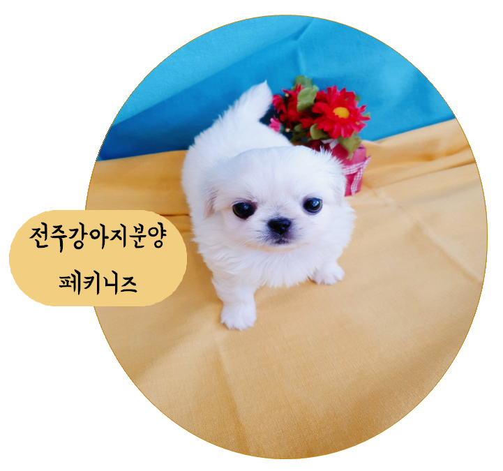 전주서신동강아지분양 남에겐 경계심 강하지만 주인에겐 다정한 나, 페키니즈!