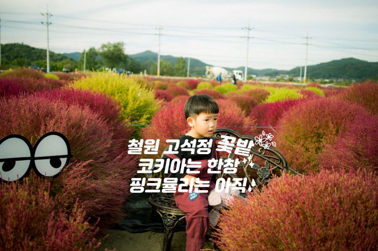 철원 고석정 코스모스십리길 핑크뮬리 근황