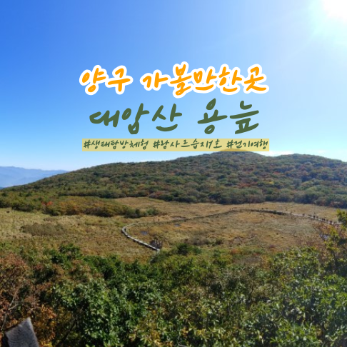 양구 가볼만한곳 대암산 용늪 생태테마관광 색다른 풍경