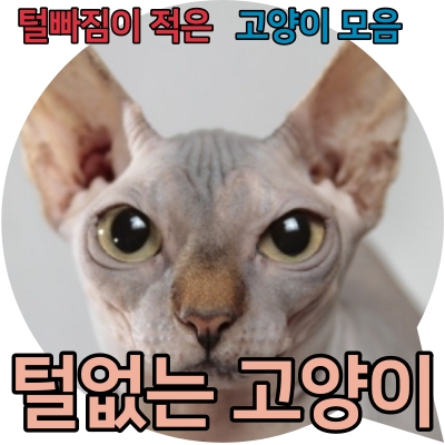 털없는 고양이와 털 빠짐이 적은 품종들