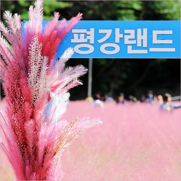 포천 평강랜드 핑크뮬리 가을꽃축제,포천 가볼만한곳