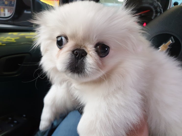 우리집 막둥이 반려견 페키니즈 