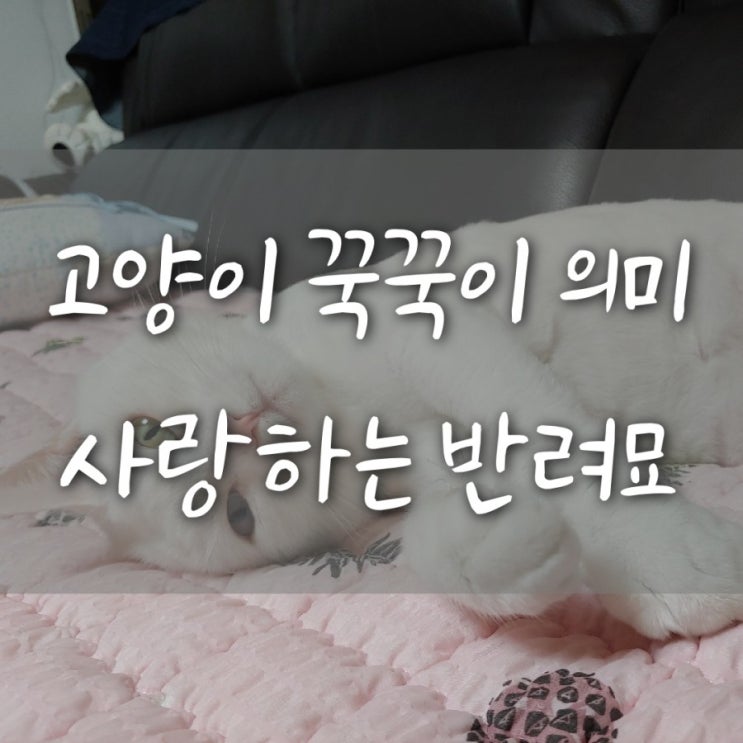 고양이 꾹꾹이 이유 의미 애교 만점 터키쉬앙고라