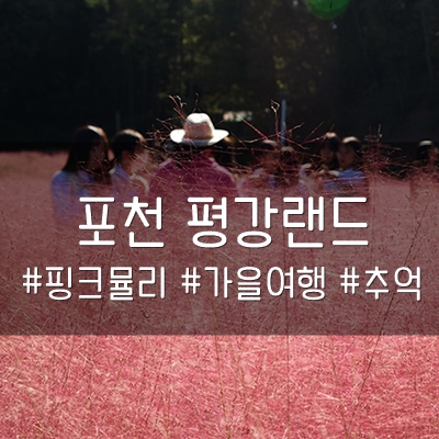 포천 평강랜드 핑크뮬리 가을여행 갈만한 곳