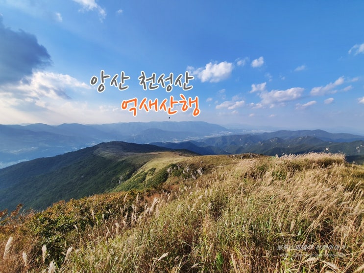 천성산 억새 #양산등산 #부산근교산행