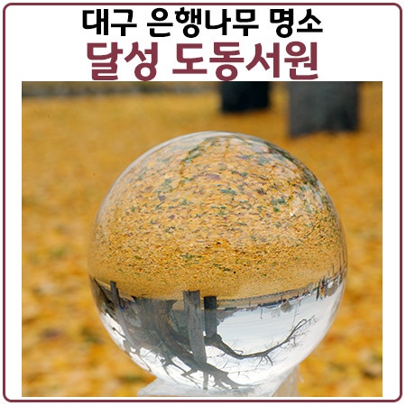 도동서원은행나무 대구최초 유네스코 세계유산인 달성도동서원
