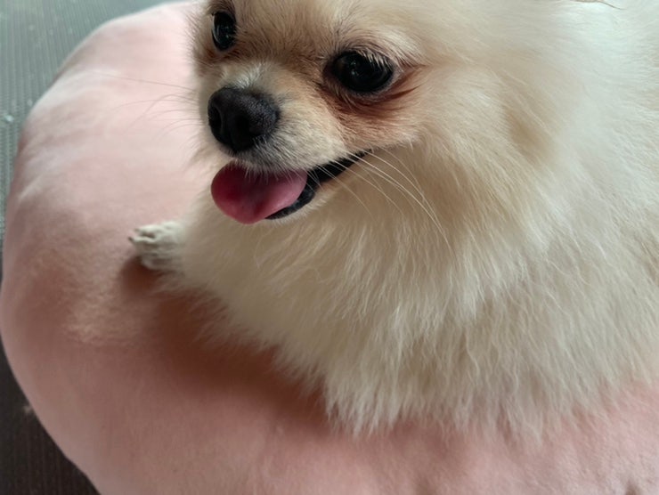 강아지방석 컴플렛 듀얼로 공간 만들어주기 강아지방석 컴플렛 듀얼로 공간 만들어주기