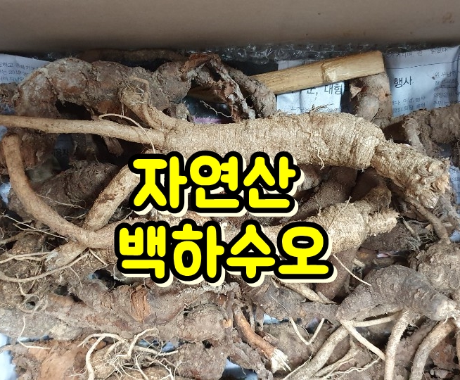 하수오 효능과 복용방법, 백하수오vs적하수오 가격 차이
