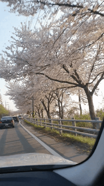 강진 까막섬 상록수림 천연기념물 보러 가는 길에 본 벚꽃나무 집에서 대선소주 간단한 안주 그리고 베이컨볶음밥
