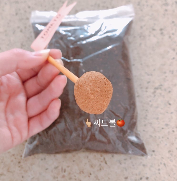 식목일 기념 그림봉투화분 방울토마토 씨드볼 (씨앗) 심기 (feat. 마곡 서울식물원)
